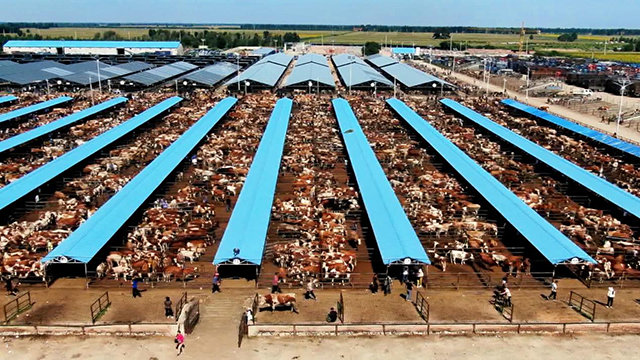 通辽市牲畜交易市场。张珠海摄