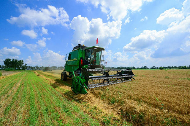 农机正在大田收割庄稼。张启民摄