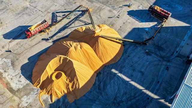 玉米收储企业正在进行作业。张启民摄