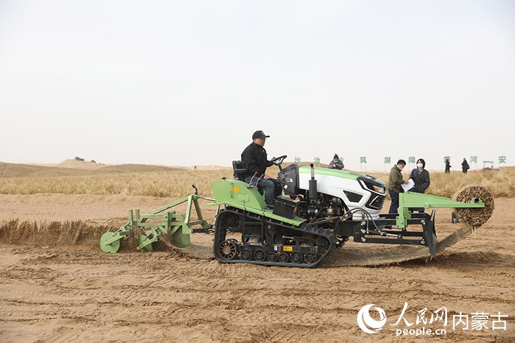 扎设草方格。人民网记者 齐浩男摄